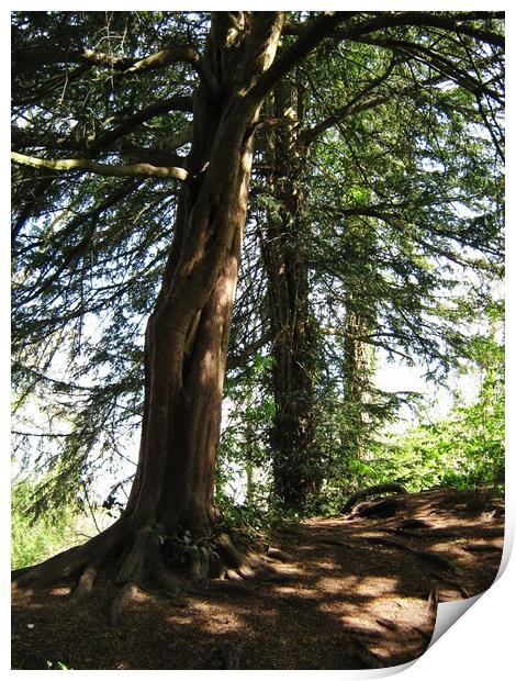 Rest beneath my leafy bough. Print by Heather Goodwin