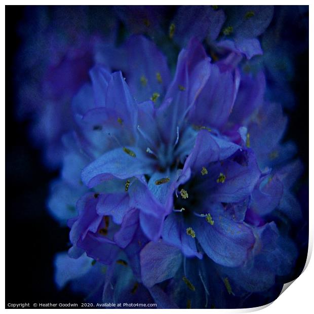 Flower in Blue Print by Heather Goodwin