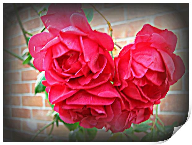 The English Rose Print by Heather Goodwin