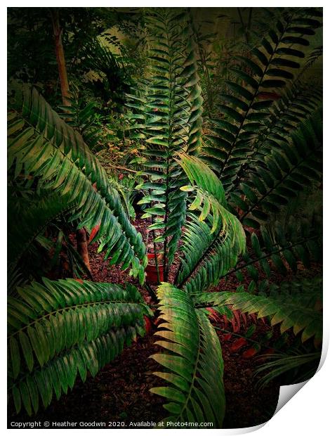 Tropical Leaves - Cycads Print by Heather Goodwin
