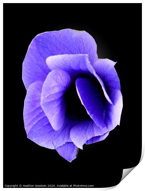 Blue Anemone Print by Heather Goodwin