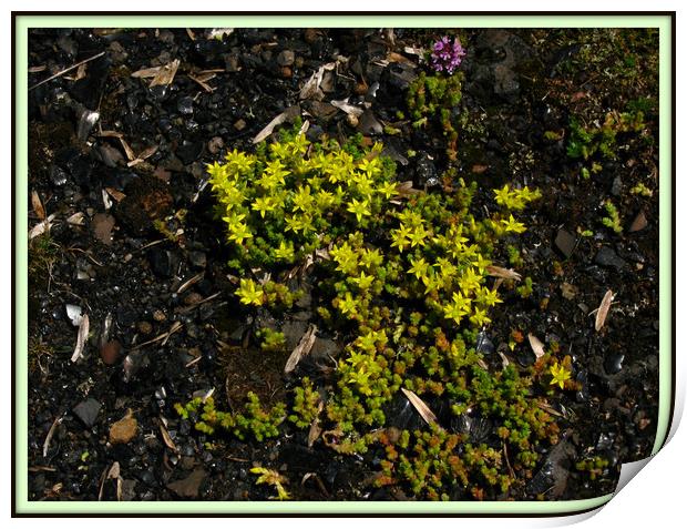 Stonecrop and Wild Thyme. Print by Heather Goodwin
