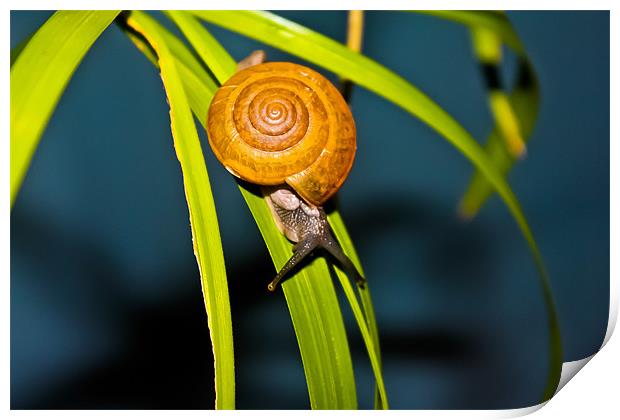 Snail Pace Print by Jonathan Callaghan