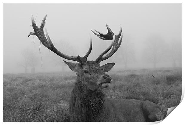 Stag on a foggy day Print by gavin mcwalter