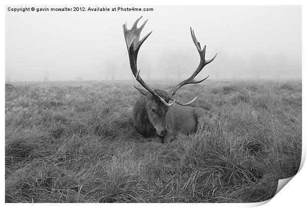 stag at richmond park on a foggy day Print by gavin mcwalter