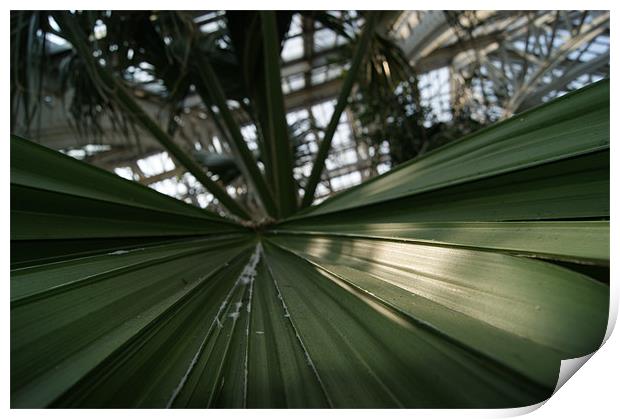 palm leaf in kew garden greenhouse Print by gavin mcwalter
