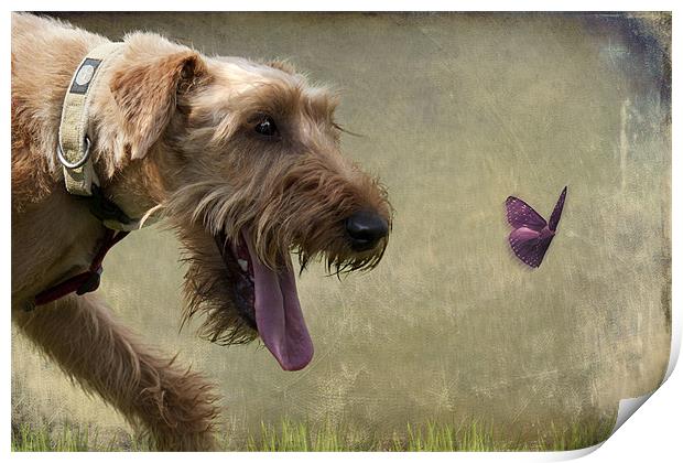 Irish Terrier Print by Lynne Davies