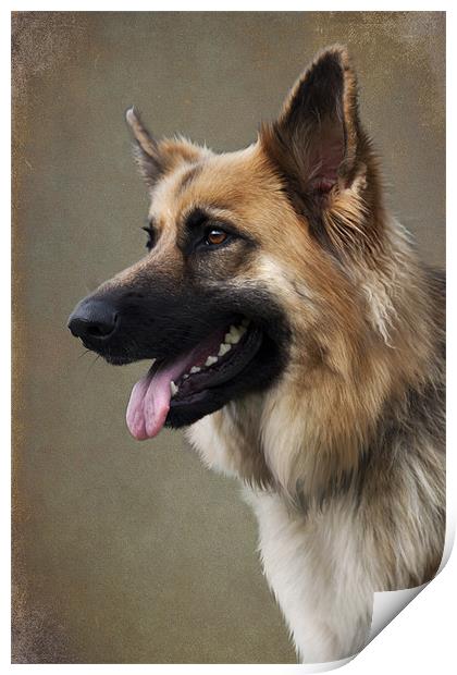 German Shepherd Dog Print by Lynne Davies