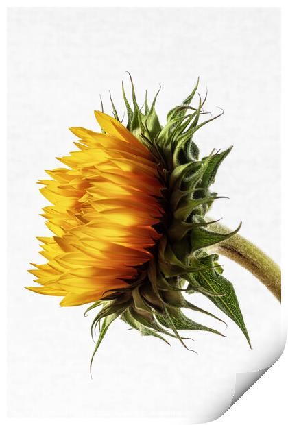 Sunflower Print by David Pringle