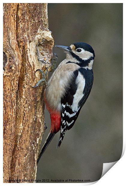 Great Spotted Woodpecker Print by David Pringle