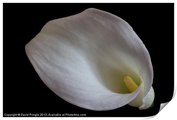 Calla Lily Print by David Pringle