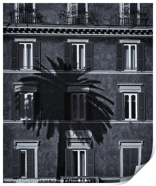 Palm Tree Print by David Pringle