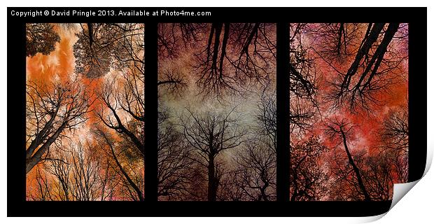 Tree Canopy Triptych Print by David Pringle