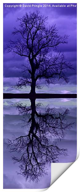 Tree Skeleton Reflection Print by David Pringle