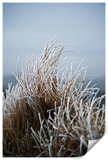 Frosted Grass Print by David Pringle