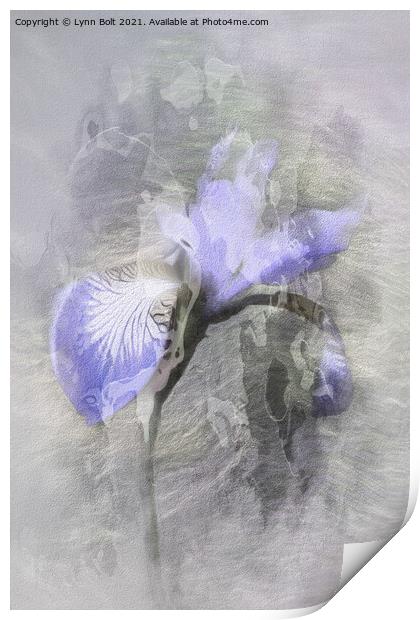 Purple Iris Print by Lynn Bolt