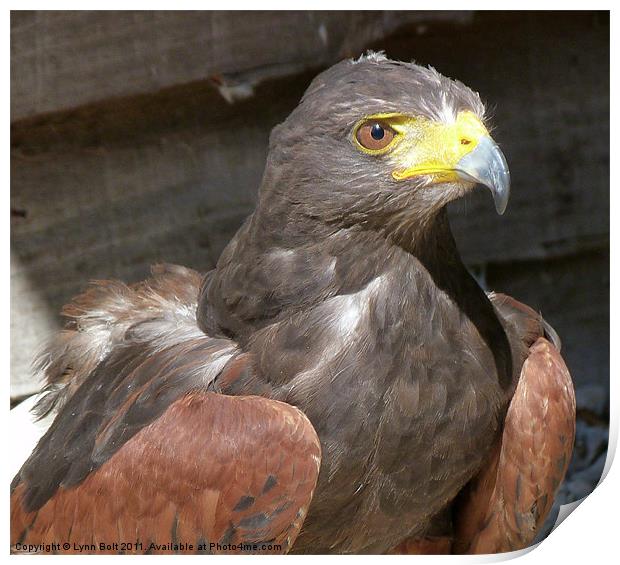 Harris Hawk Print by Lynn Bolt