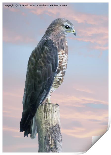 Peregrine Falcon Print by Lynn Bolt