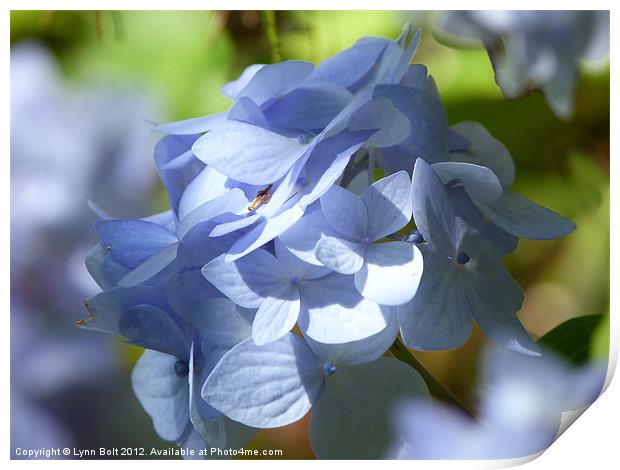 Pale Blue Hydrangea Print by Lynn Bolt