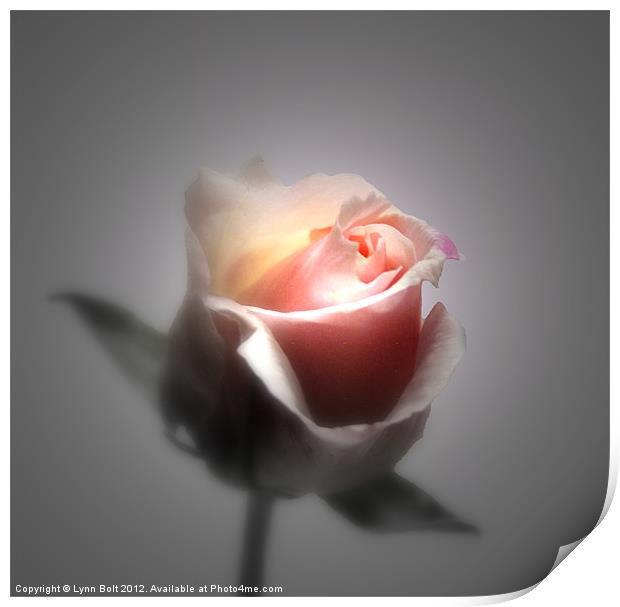 Single Rose Print by Lynn Bolt