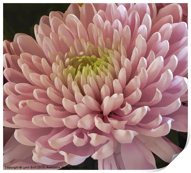 Pink Chrysanthemum Print by Lynn Bolt