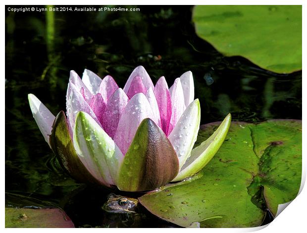 Frog and Water Lily Print by Lynn Bolt
