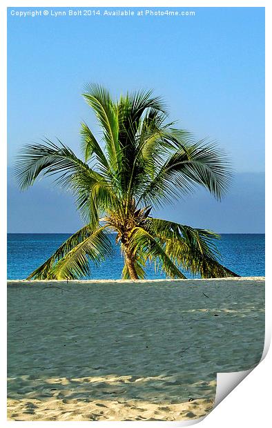  Lone Palm Tree Print by Lynn Bolt
