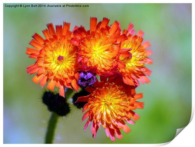  Orange Hawkweed Print by Lynn Bolt