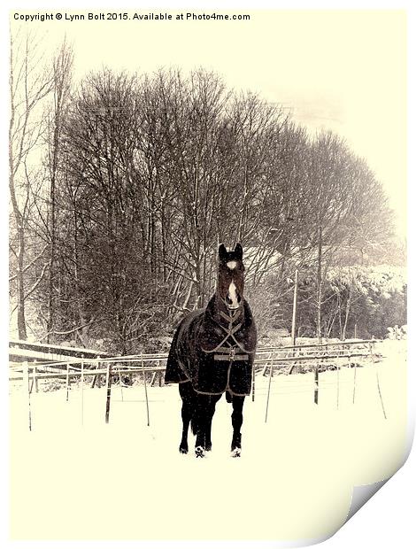  Horse in the Snow Print by Lynn Bolt
