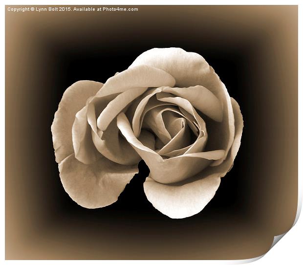  Sepia Rose Print by Lynn Bolt
