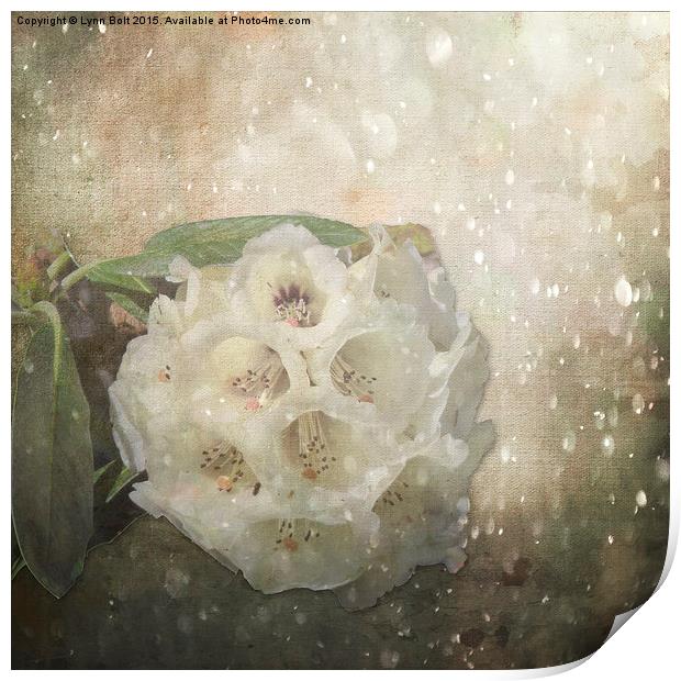  Rhododendron Sparkle Print by Lynn Bolt