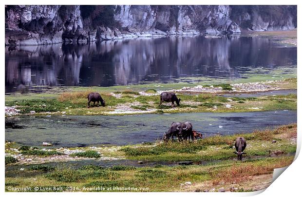 Water Buffalo on the Li River China Print by Lynn Bolt