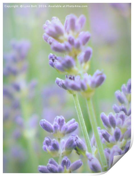 Soft Lavender Print by Lynn Bolt