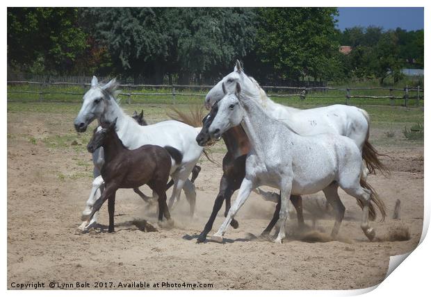 Galloping Puszta Horses Print by Lynn Bolt