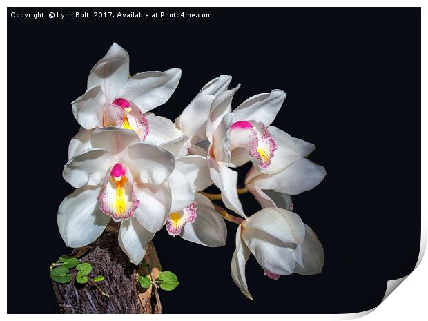 Spray of Orchids Print by Lynn Bolt
