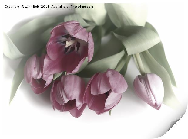 Five Pink Tulips Print by Lynn Bolt