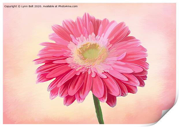 Pink Gerbera Print by Lynn Bolt