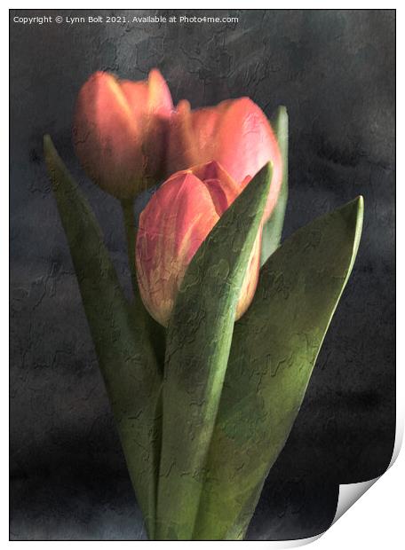 Three Tulips Print by Lynn Bolt