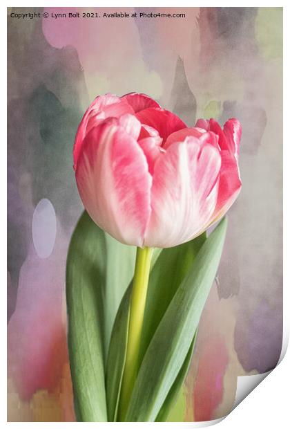 Pink Tulip Print by Lynn Bolt