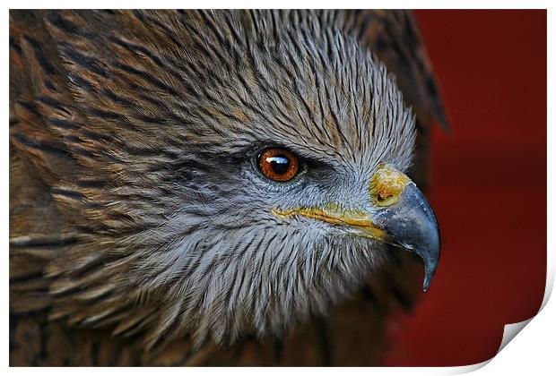 Indian Black Kite Print by Richie Fairlamb