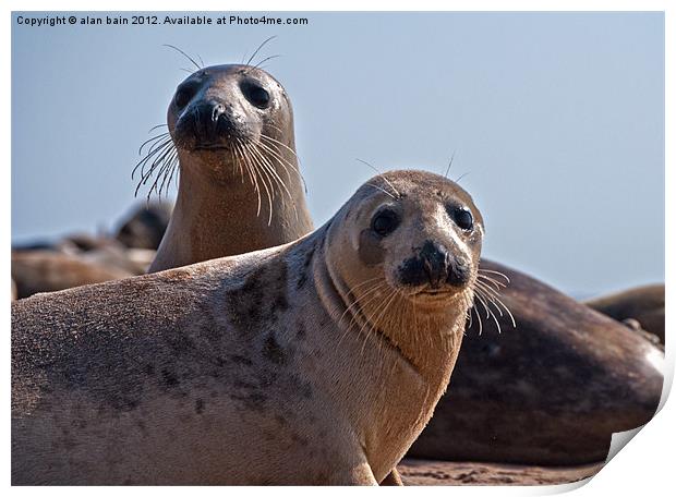 Seals on the beach Print by alan bain