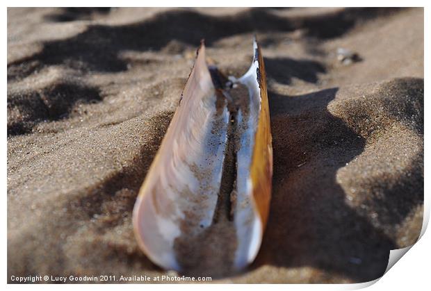 Razor shell Print by Lucy Goodwin