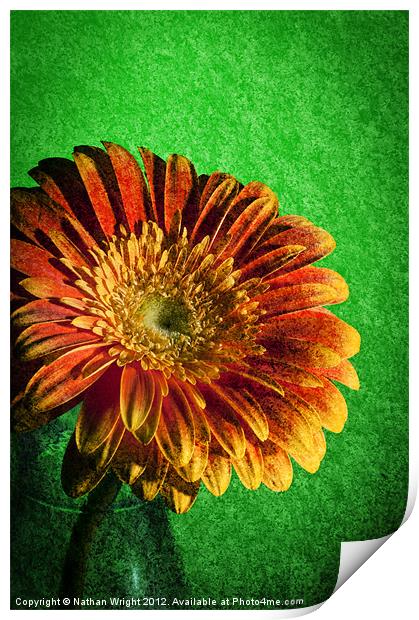 Texture Flower Print by Nathan Wright