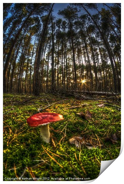 Red shroom sunset Print by Nathan Wright