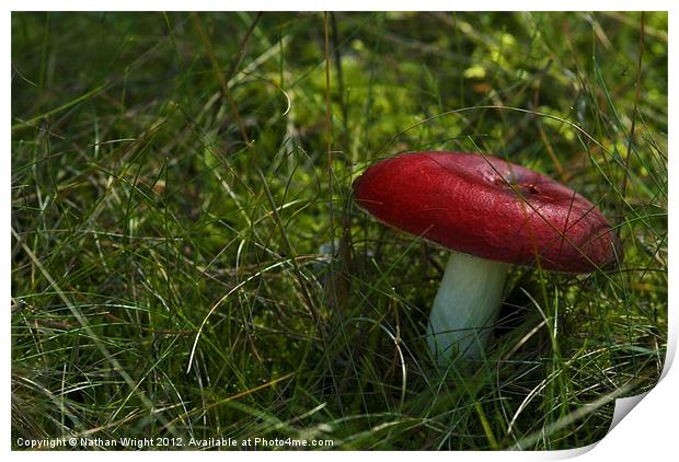 Lone shroom! Print by Nathan Wright