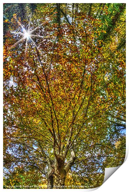 Autumn looking up Print by Nathan Wright