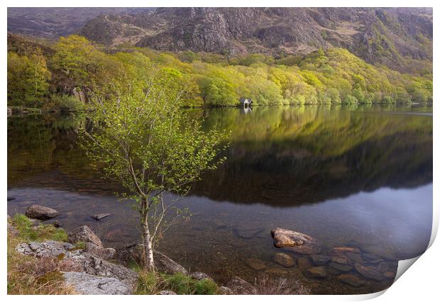 A spring morning at Llyn Dinas Print by Rory Trappe