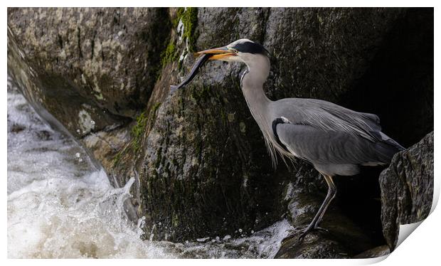 Heron catching Trout Print by Rory Trappe