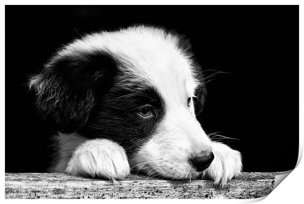 Sheepdog puppy looking out Print by Rory Trappe