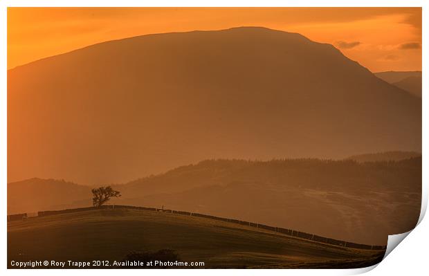 Lonely tree Print by Rory Trappe